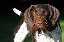 German Wirehaired Pointer with wet hair around mouth, Hanover, Connecticut, USA.