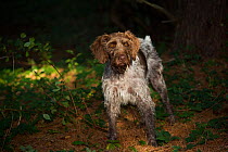 German Wirehaired Pointer with wet fur, Hanover, Connecticut, USA. Non-ex