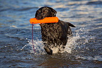 Labrador Retriever retrieving toy from sea, Guilford, Connecticut, USA