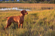 Viszla standing in grass, Madison, Connecticut, USA, October.