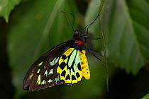 Cairn's birdwing butterfly (Ornithoptera priamus) male, captive, endemic to northern Australia.