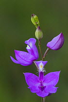 Grass pink orchid (Calopogon tuberosa)  East Haddam, Connecticut, USA, July.