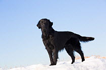 Flat-Coated Retriever on snow and ice along winter beach, Guilford, Connecticut, USA