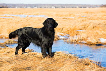 Flat-Coated Retriever standing in salt marsh and snow, Guilford, Connecticut, USA.