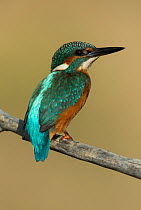 Fledged juvenile Kingfisher (Alcedo atthis) on a branch looking over shoulder. Guerreiro, Castro Verde, Alentejo, Portugal, May.