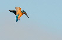 Male Kingfisher (Alcedo atthis) hovering over a stream looking for fish. Guerreiro, Castro Verde, Alentejo, Portugal, May.