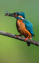 Male Kingfisher (Alcedo atthis) with a fish in its beak. Guerreiro, Castro Verde, Alentejo, Portugal, May.