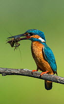 Male Kingfisher (Alcedo atthis) perched on branch with young Crayfish in its beak. Guerreiro, Castro Verde, Alentejo, Portugal, May.