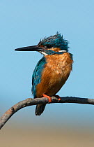 Male Kingfisher (Alcedo atthis) wet after diving. Guerreiro, Castro Verde, Alentejo, Portugal, May.