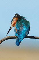Male Kingfisher (Alcedo atthis) scratching its head. Guerreiro, Castro Verde, Alentejo, Portugal, May.