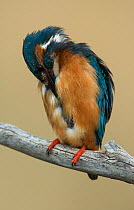 Male Kingfisher (Alcedo atthis) preening its breast. Guerreiro, Castro Verde, Alentejo, Portugal, May.