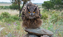 Eagle owl (Bubo bubo) on rock adopting threat posture. Ribera da Foupana, Pereiro, Alentejo, Portugal, May., captive.