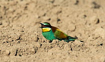 European bee-eater (Merops apiaster) tossing a piece of mineral rich earth into the air before eating it. Guerreiro, Castro Verde, Alentejo, Portugal, May..