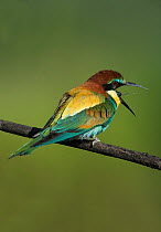 European bee-eater (Merops apiaster) opening its beak wide before ejecting a pellet from it. Guerreiro, Castro Verde, Alentejo, Portugal, May..