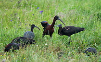 Glossy ibis (Plegadis falcinellus) group feeding. One adult bird catching a large worm. Rolao, Castro Verde, Alentejo, Portugal, May.