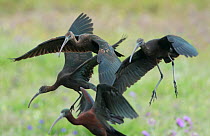Glossy ibis (Plegadis falcinellus) group of four landing to feed. Rolao, Castro Verde, Alentejo, Portugal, May.