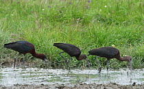 Glossy ibis (Plegadis falcinellus) feeding along a muddy creek. Rolao, Castro Verde, Alentejo, Portugal, May.