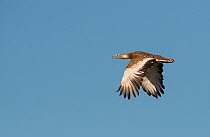 Great Bustard (Otis tarda) male flying, Rolao, Castro Verde, Alentejo, Portugal, May.