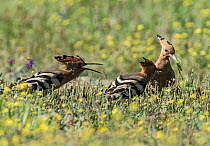 Hoopoe (Upupa epops) feeding fledged chicks on grubs found in a flower meadow. Guerreiro, Castro Verde, Alentejo, Portugal, May.