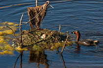 Little grebe (Tachybaptus ruficollis) approaching the eggs in its nest. Guerreiro, Castro Verde, Alentejo, Portugal, May.