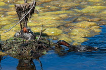 Little grebe (Tachybaptus ruficollis) incubating with its mate approaching with material to add to the nest. Guerreiro, Castro Verde, Alentejo, Portugal, May.