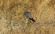 Male Montagu's harrier (Circus pygargus) resting on a fencepost in a field of oats. . Guerreiro, Castro Verde, Alentejo, Portugal, May.