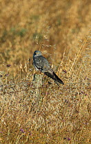 Male Montagu's harrier (Circus pygargus) resting on a fencepost in a field of oats. Guerreiro, Castro Verde, Alentejo, Portugal, May.