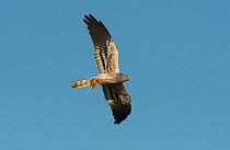 Male Montagu's harrier (Circus pygargus) flying overhead with a partridge chick in its talons. Guerreiro, Castro Verde, Alentejo, Portugal, May.