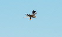 Male Montagu's harrier (Circus pygargus) circling overhead with a partridge chick in its talons ready to pass it to its mate. Guerreiro, Castro Verde, Alentejo, Portugal, May.