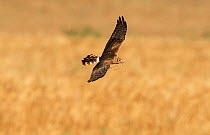 Female Montagu's harrier (Circus pygargus) flying in to nest site with nest material. Guerreiro, Castro Verde, Alentejo, Portugal, May.