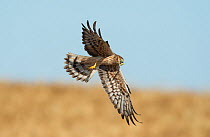 Female Montagu's harrier (Circus pygargus) returning to nest site with prey - a large green caterpillar. . Guerreiro, Castro Verde, Alentejo, Portugal, May.