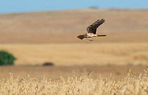 Female Montagu's harrier (Circus pygargus) flying to nest site with nest material. Guerreiro, Castro Verde, Alentejo, Portugal, May.