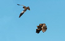 Pair of Montagu's harriers (Circus pygargus) displaying over their nesting territory, female calling excitedly to the male. . Guerreiro, Castro Verde, Alentejo, Portugal, May.