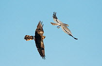 Male Montagu's harrier (Circus pygargus) with mate pursuing after the food pass of a Red-legged Partridge chick. Guerreiro, Castro Verde, Alentejo, Portugal, May.