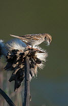 Female Spanish sparrow (Passer hispaniolensis) collecting thistle down for nesting material. Guerreiro, Castro Verde, Alentejo, Portugal, May.