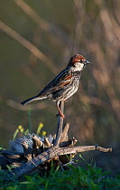 Male Spanish sparrow (Passer hispaniolensis) perched on top of a dead thistle. Guerreiro, Castro Verde, Alentejo, Portugal, May.