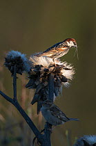 Male Spanish sparrow (Passer hispaniolensis) collecting thistle down for nesting material. Guerreiro, Castro Verde, Alentejo, Portugal, May.