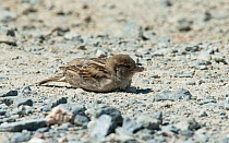 Female Spanish sparrow (Passer hispaniolensis) dustbathing on a sandy track. Guerreiro, Castro Verde, Alentejo, Portugal, May.