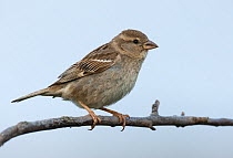 Female Spanish sparrow (Passer hispaniolensis) perched on a branch. Guerreiro, Castro Verde, Alentejo, Portugal, May.