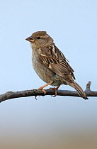 Female Spanish sparrow (Passer hispaniolensis) perched on a branch. Guerreiro, Castro Verde, Alentejo, Portugal, May.