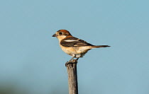 Woodchat shrike (Lanius senator) female just arrived in breeding territory after Spring migration. Guerreiro, Castro Verde, Alentejo, Portugal, May..