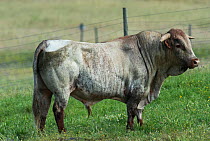 Alentejana Bull, pure bred herd. Guerreiro, Castro Verde, Alentejo, Portugal, May.