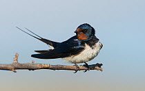 Barn swallow (Hirundo rustica) resting on a branch, Guerreiro, Castro Verde, Alentejo, Portugal, May.