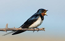 Barn swallow (Hirundo rustica) singing on a branch after feeding along a river. Guerreiro, Castro Verde, Alentejo, Portugal, May.