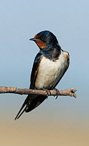 Barn swallow (Hirundo rustica) resting on a branch, Guerreiro, Castro Verde, Alentejo, Portugal, May.