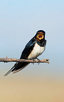 Barn swallow (Hirundo rustica) singing on a branch, Guerreiro, Castro Verde, Alentejo, Portugal, May.