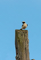 Black-eared wheatear (Oenanthe hispanica) male perched on an electricity pole during Spring migration. Guerreiro, Castro Verde, Alentejo, Portugal, May.