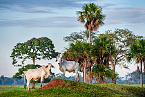 Zebu Cattle (Bos primigenius indicus), Los Llanos, Colombia, South America.