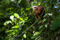 White-fronted Capuchin Monkey (Cebus albifrons) in forest canopy, Paujil Nature Reserve, Magdalena Valley, Colombia, South America.
