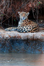 Jaguar (Panthera onca palustris) male resting on the banks of the Tres Irmaos River (Three Brothers River), a tributary of the Cuiaba River. Near Porto Jofre, northern Pantanal, Mato Grosso State, Bra...